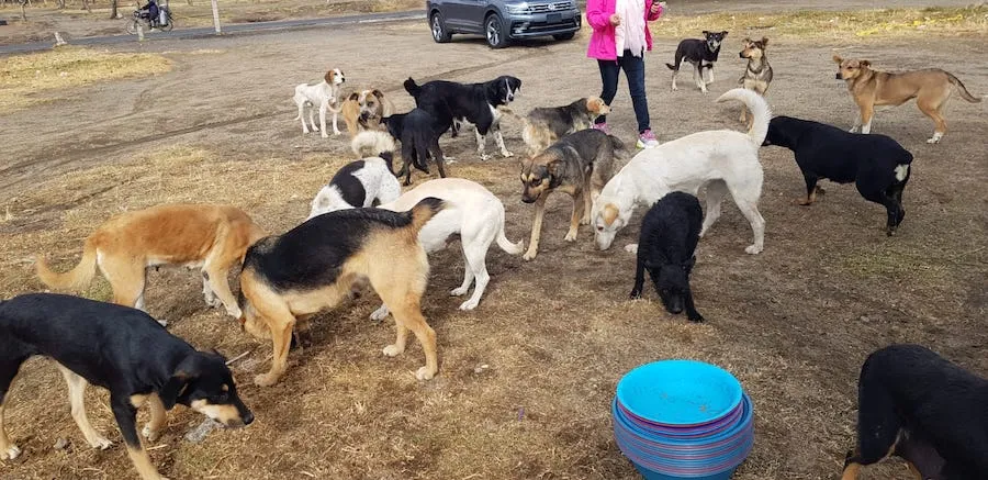 Alimementamos, desparasitamos y estelirizamos a cientos de perros