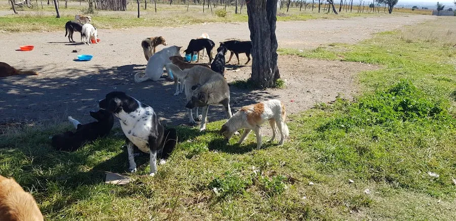 Alimementamos, desparasitamos y estelirizamos a cientos de perros