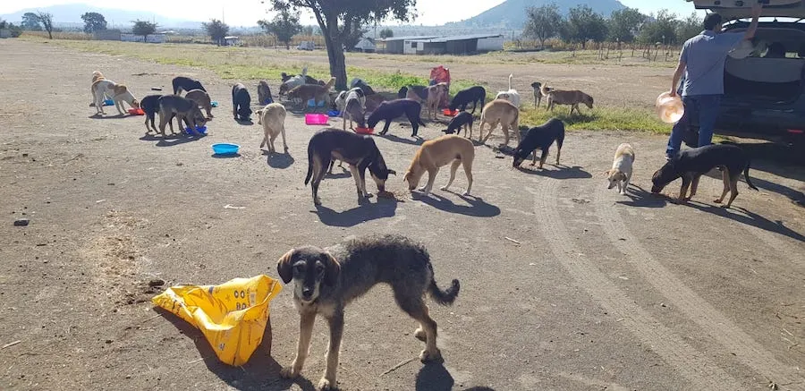 Alimementamos, desparasitamos y estelirizamos a cientos de perros