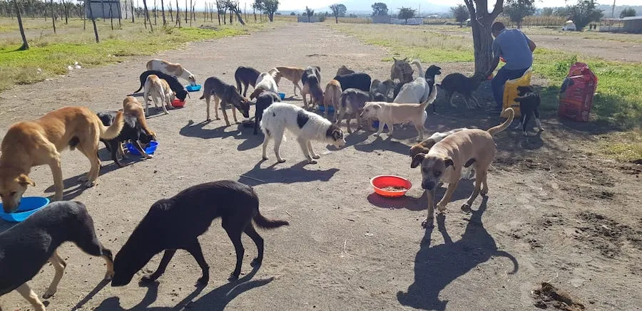 Alimementamos, desparasitamos y estelirizamos a cientos de perros